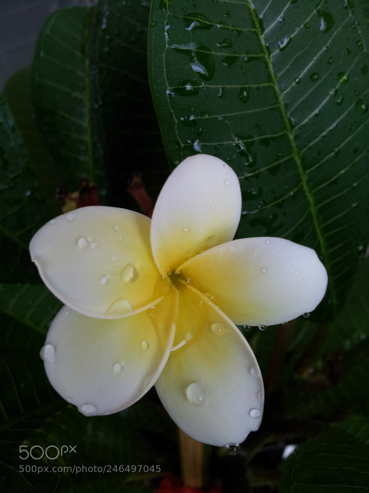 Samsung Galaxy S2 sample photo. Untitled photography