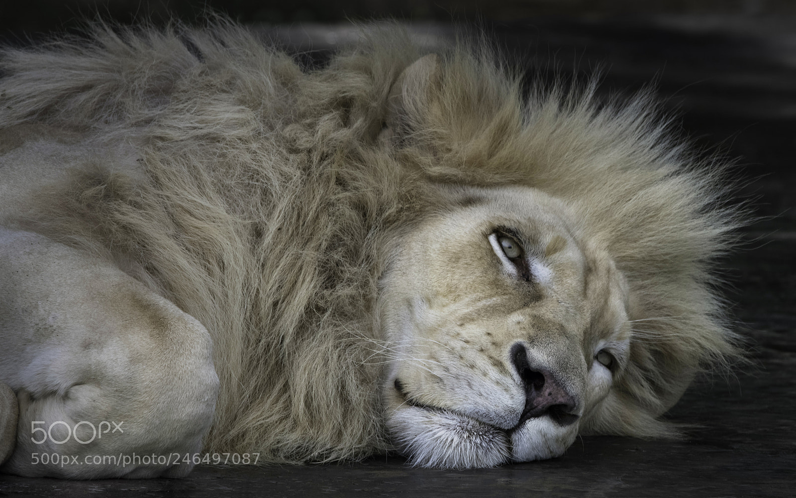 Nikon D810 sample photo. Bad hair day photography