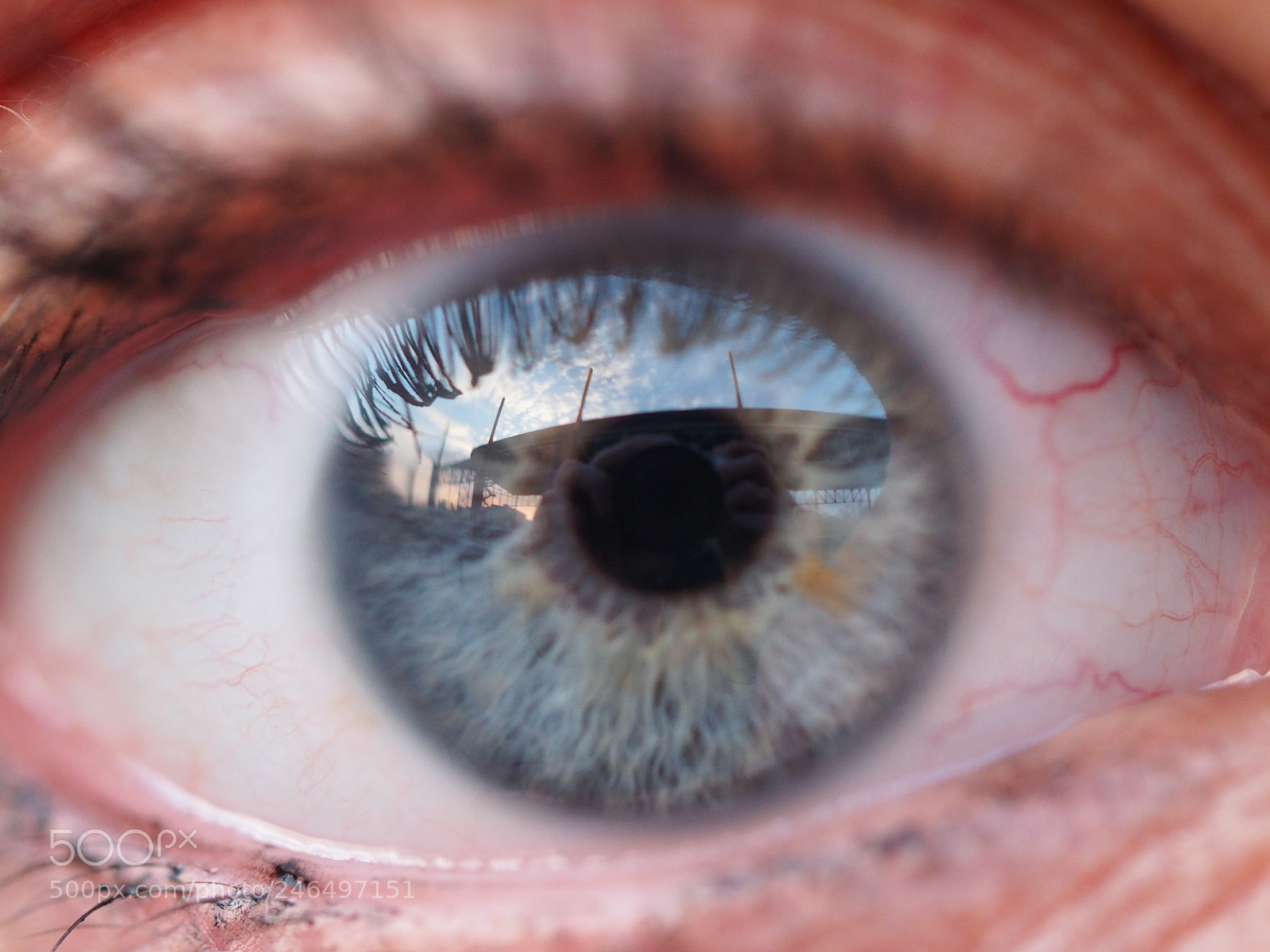Olympus OM-D E-M10 III sample photo. Blue eyed photography