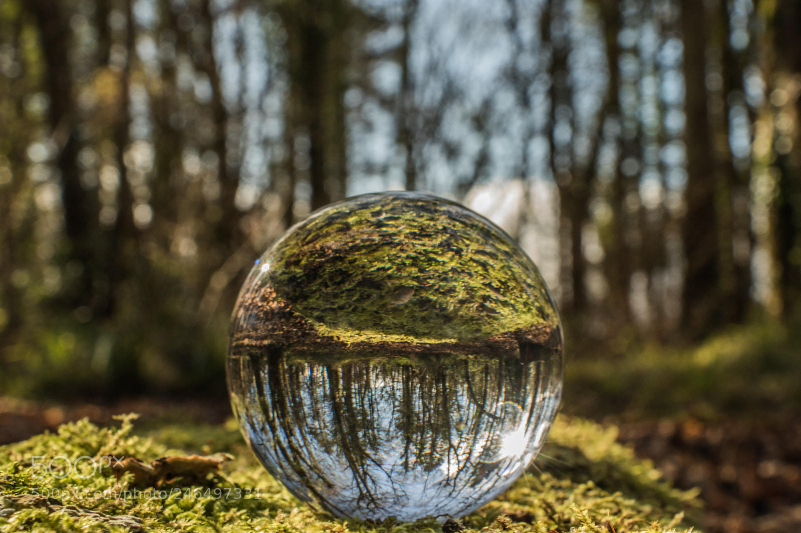 Canon EOS 7D Mark II sample photo. Untitled photography