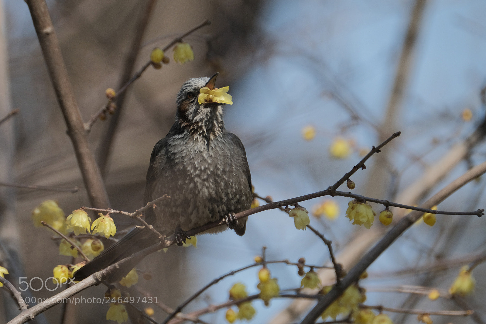 Fujifilm X-T2 sample photo. Brown-eared bulbul eating winter photography