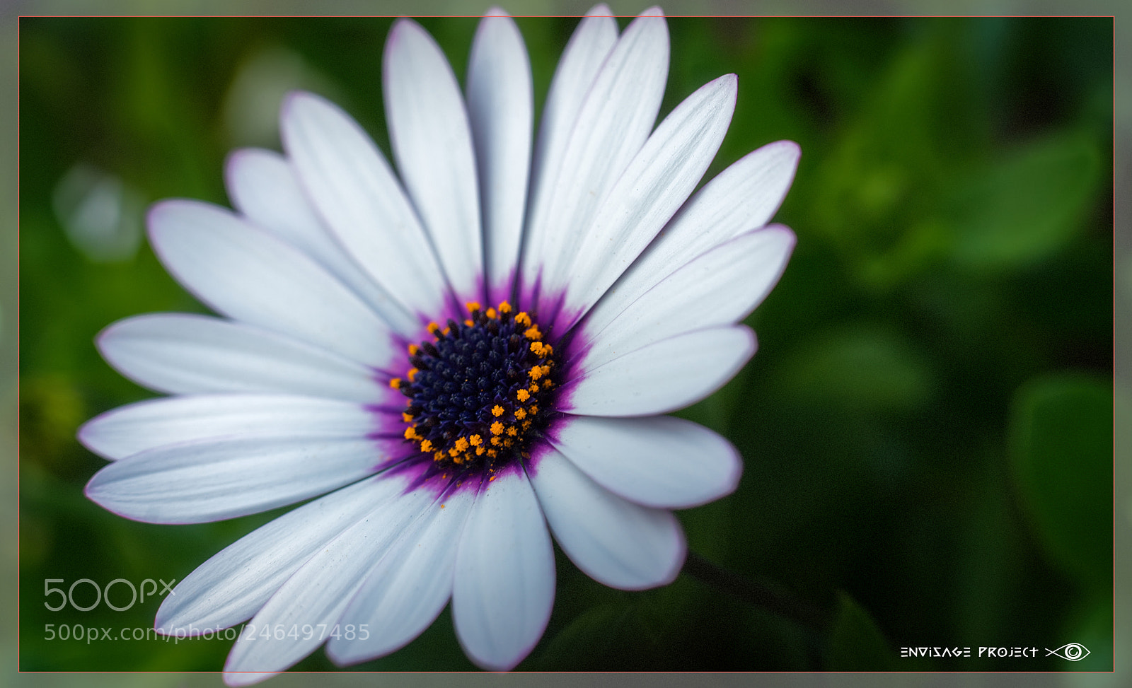 Sony a7R sample photo. Roadside daisy photography