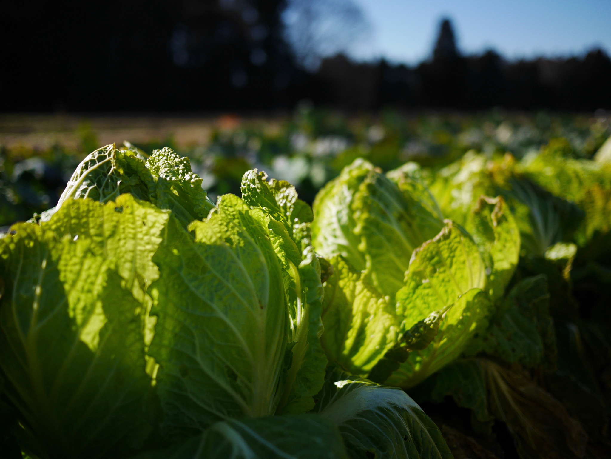 Panasonic DMC-GM1S sample photo. Winter farm in japan photography