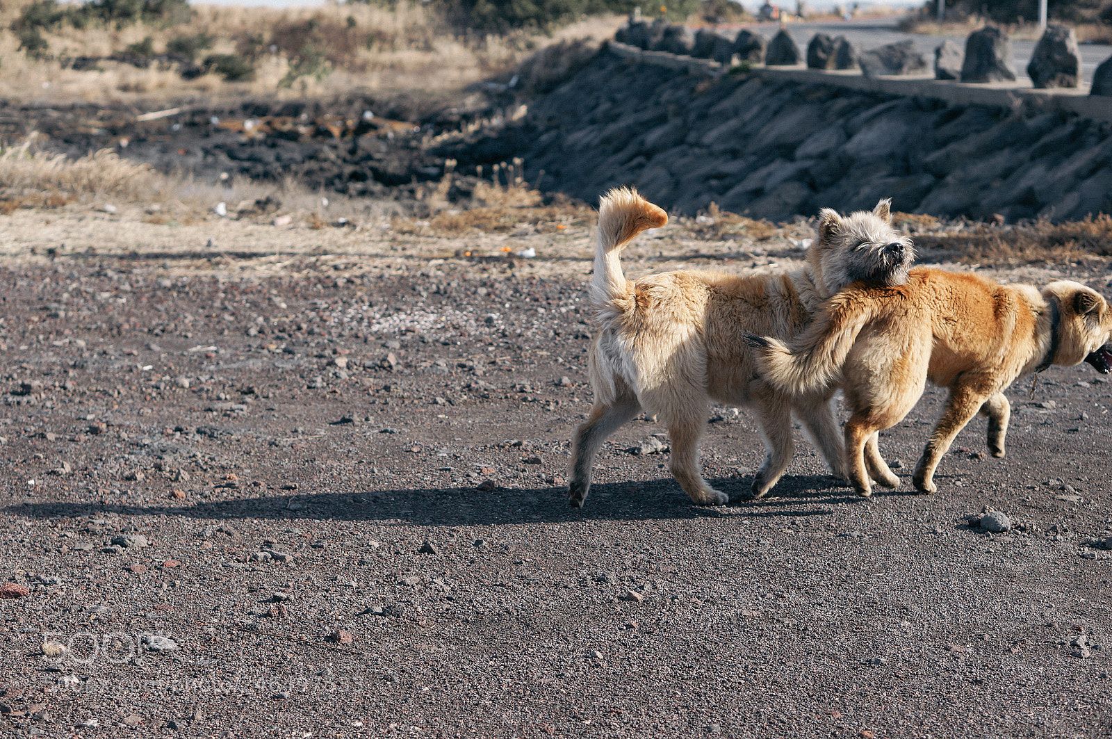 Sony Alpha NEX-5R sample photo. Dogs photography