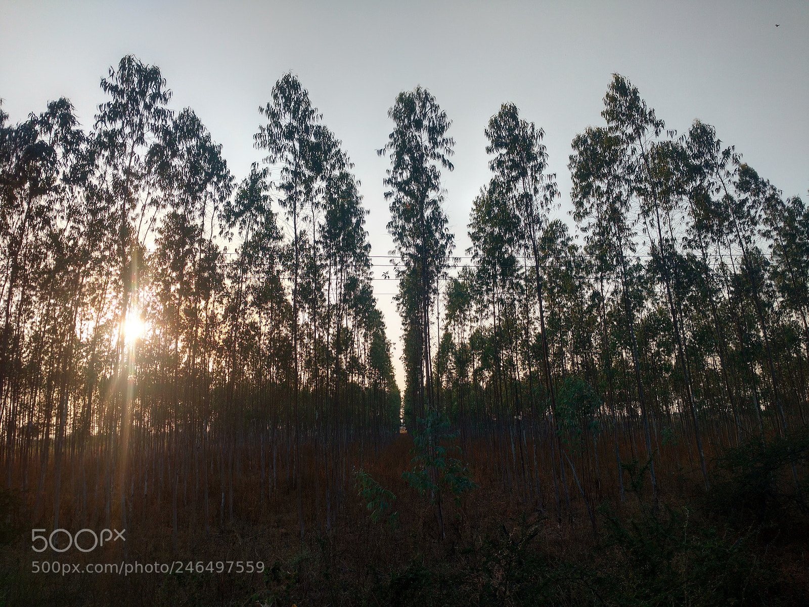Motorola Moto X Play sample photo. Nilgiri trees photography