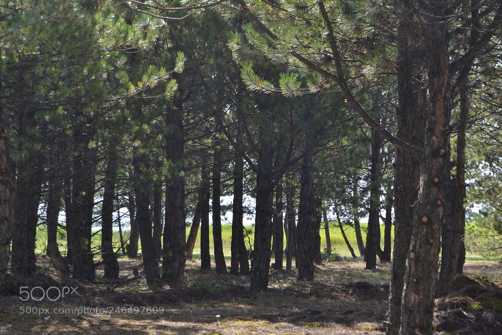 Nikon D3100 sample photo. The forest photography