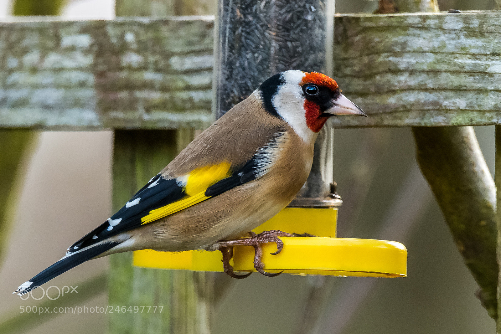 Nikon D850 sample photo. Goldfinch feeding photography