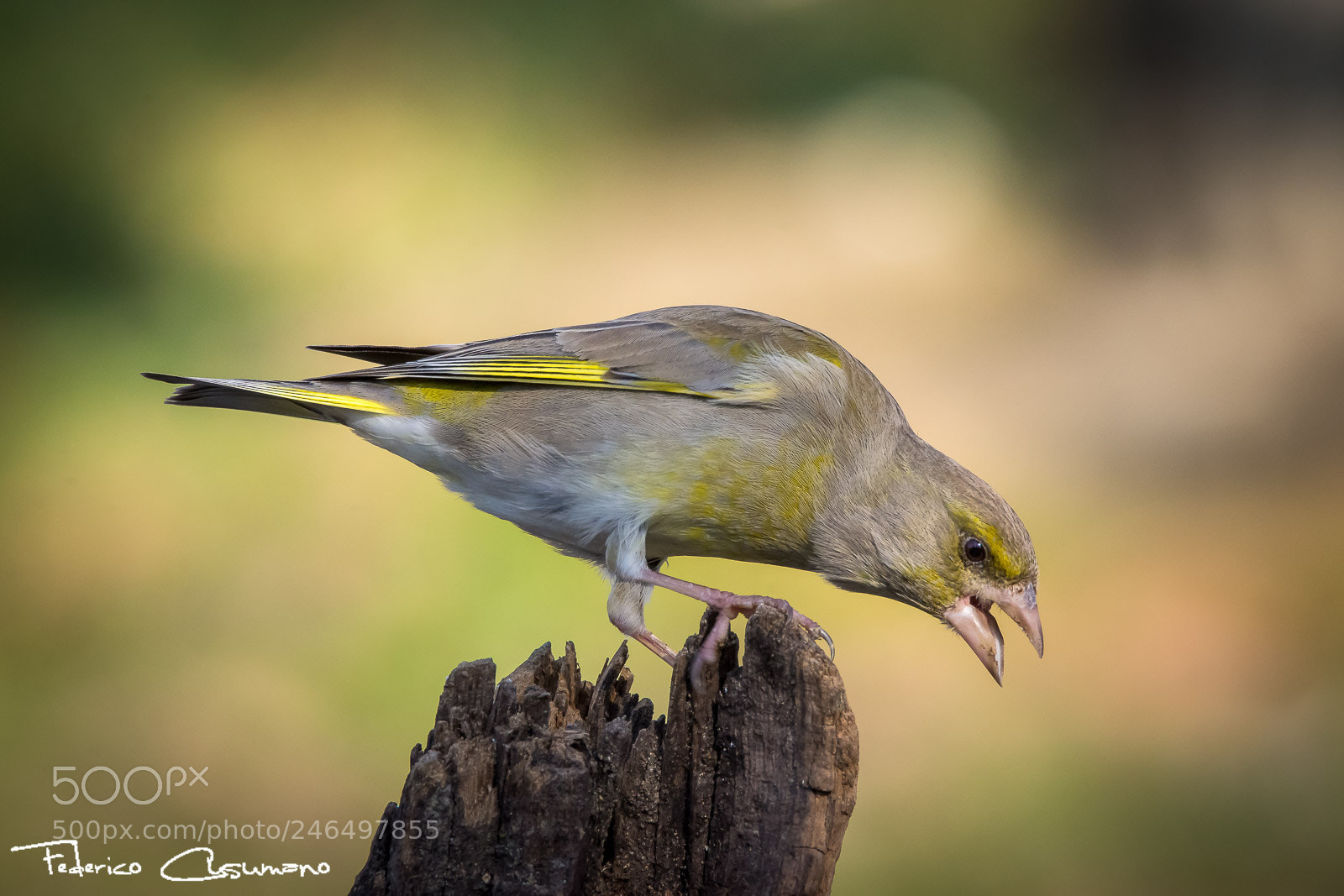 Nikon D7200 sample photo. Bird photography