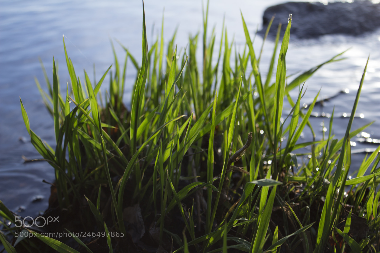 Canon EOS 650D (EOS Rebel T4i / EOS Kiss X6i) sample photo. Grass near the water photography