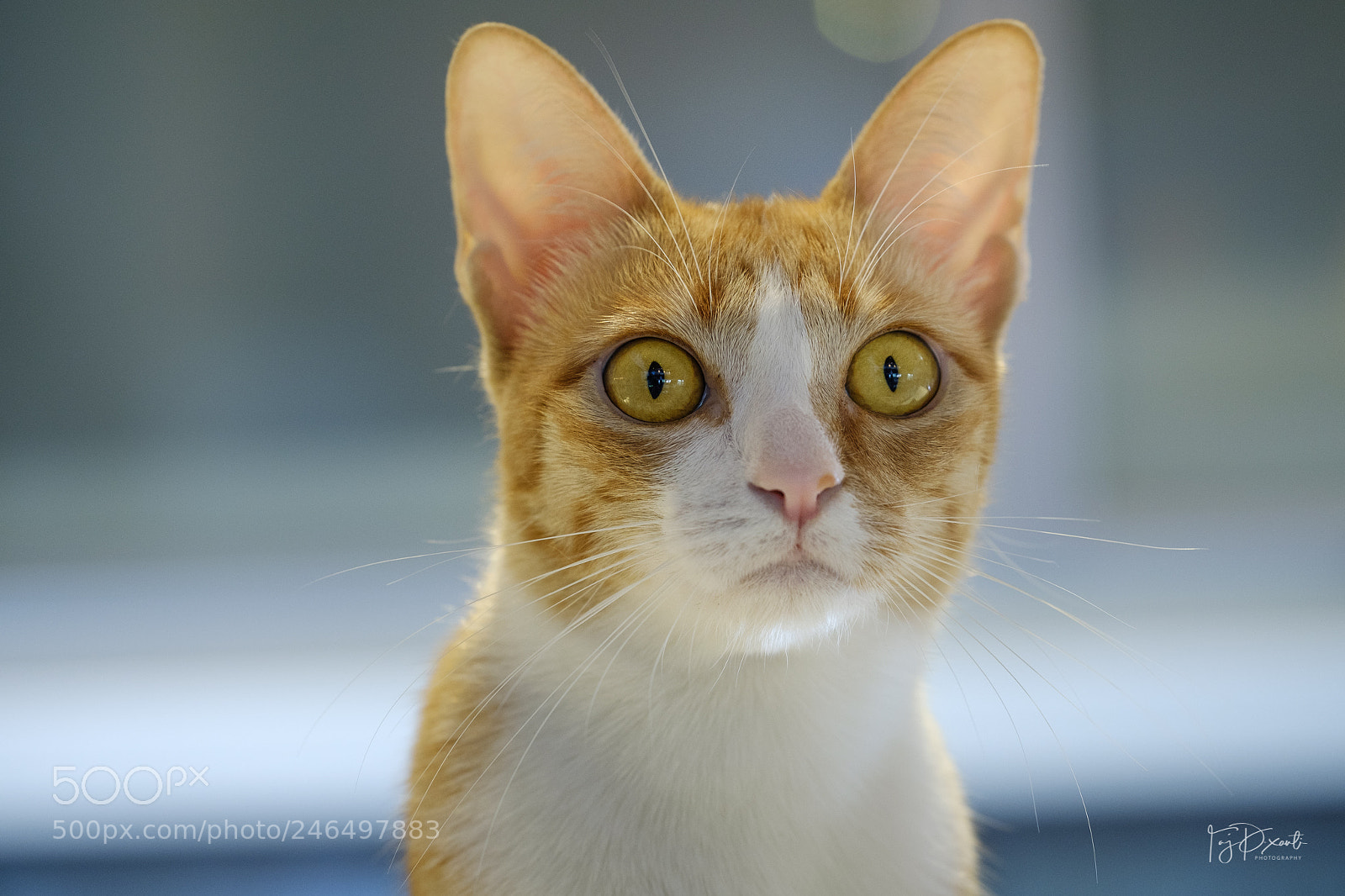 Fujifilm X-T20 sample photo. My grumpy cat photography