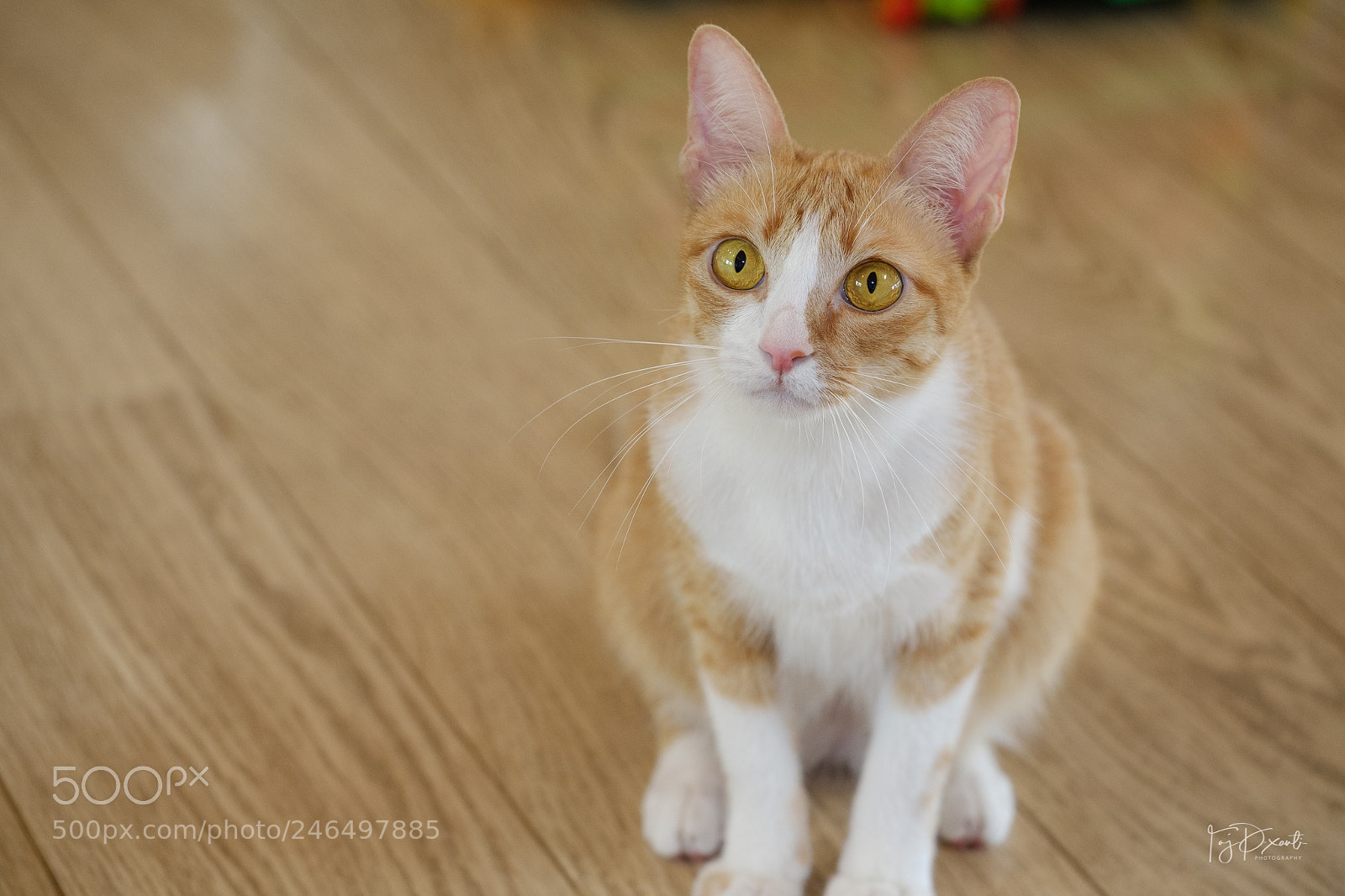Fujifilm X-T20 sample photo. My grumpy cat photography