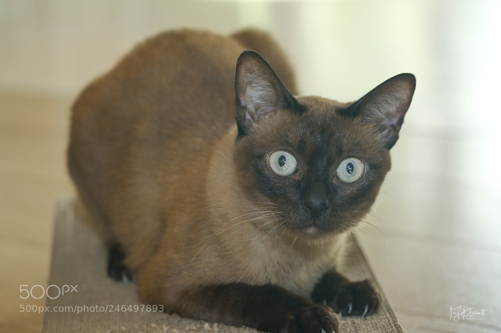 Fujifilm X-T20 sample photo. My grumpy cat photography