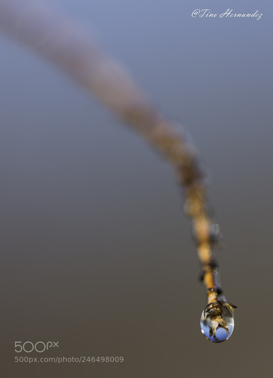 Nikon D7200 sample photo. Minimal drop photography