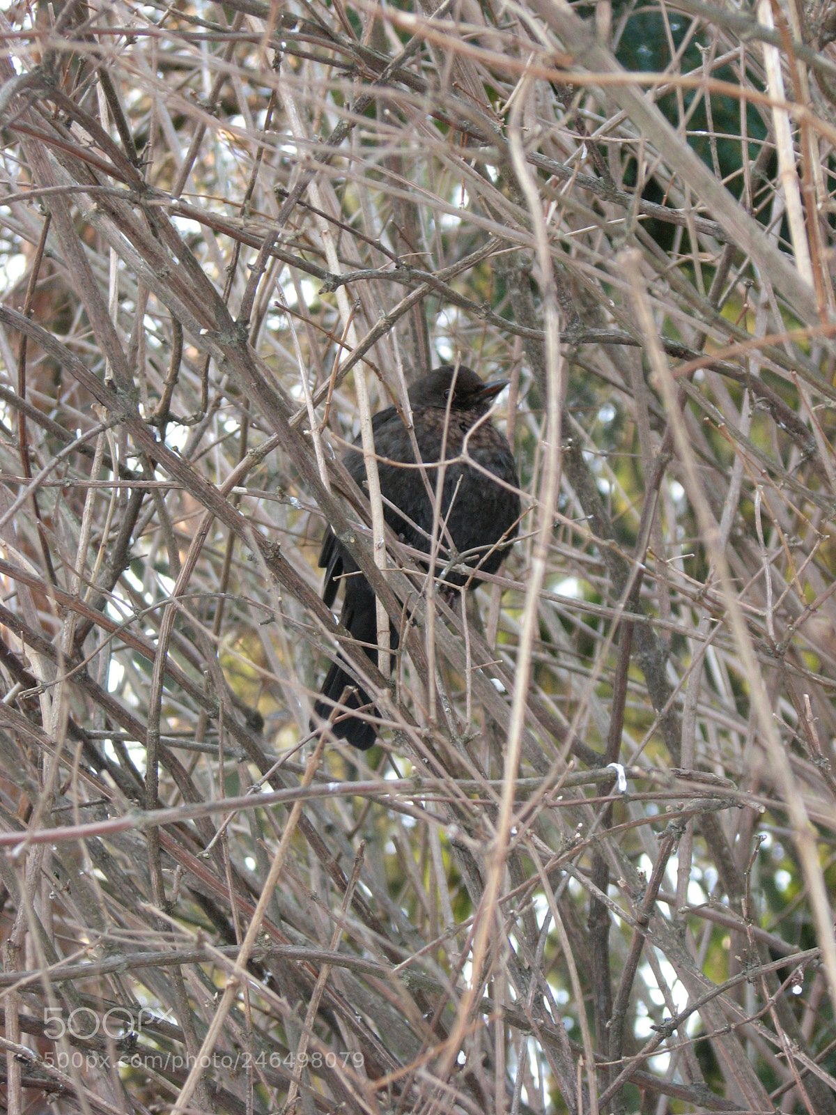 Canon POWERSHOT S3 IS sample photo. Hiding? photography