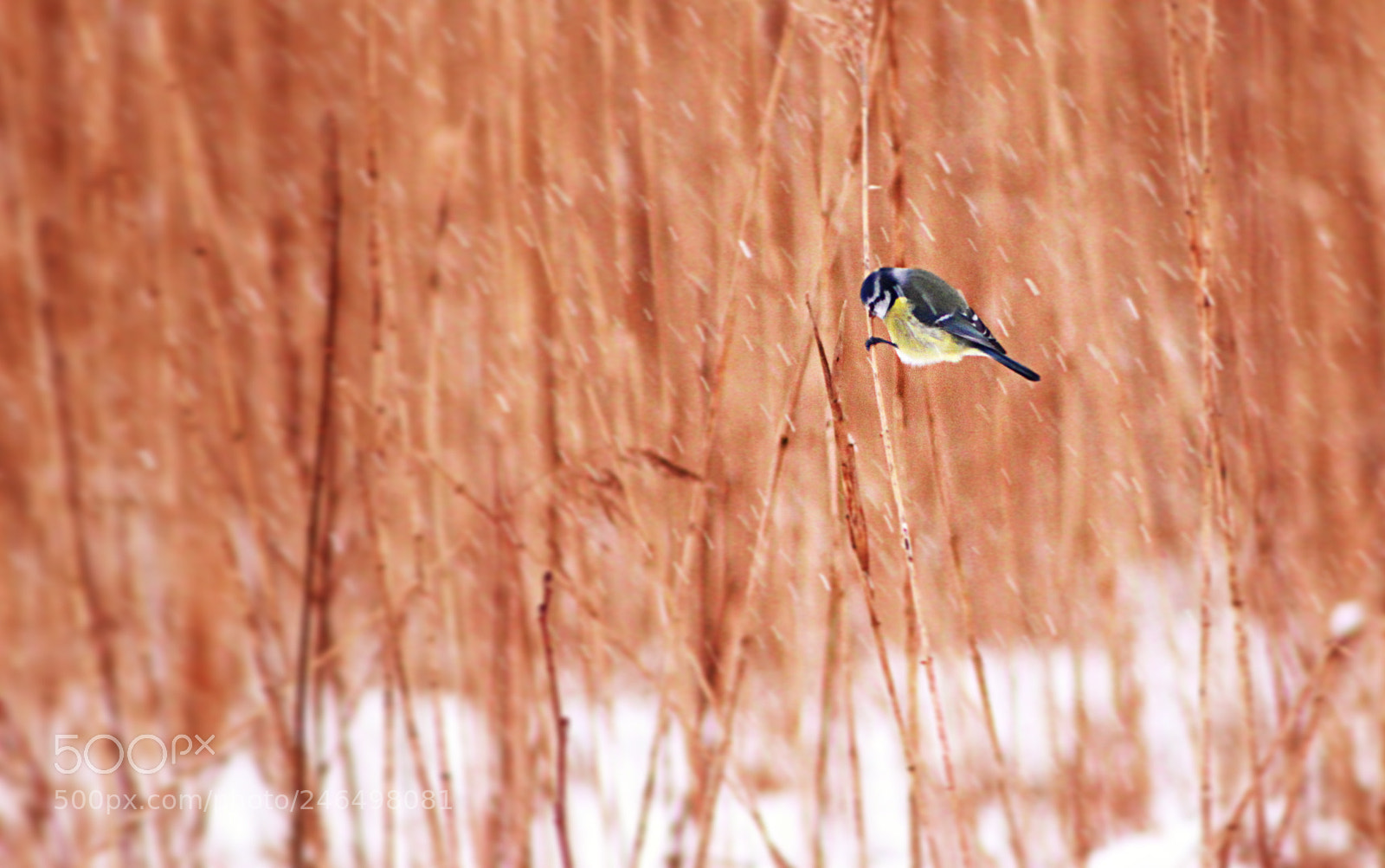 Canon EOS 600D (Rebel EOS T3i / EOS Kiss X5) sample photo. Lonely bird photography