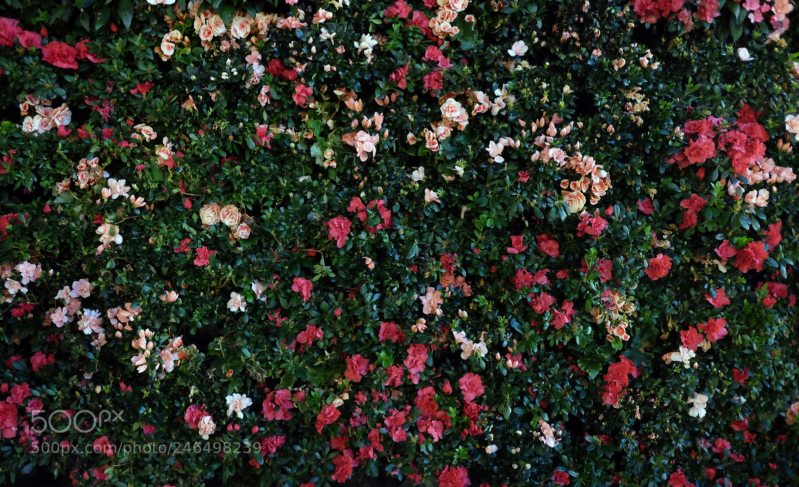 Fujifilm X70 sample photo. Flower wall photography