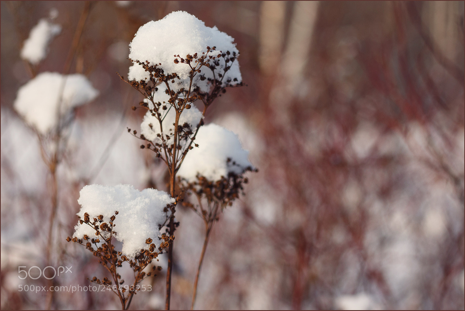 Canon EOS 700D (EOS Rebel T5i / EOS Kiss X7i) sample photo. Cold flower photography