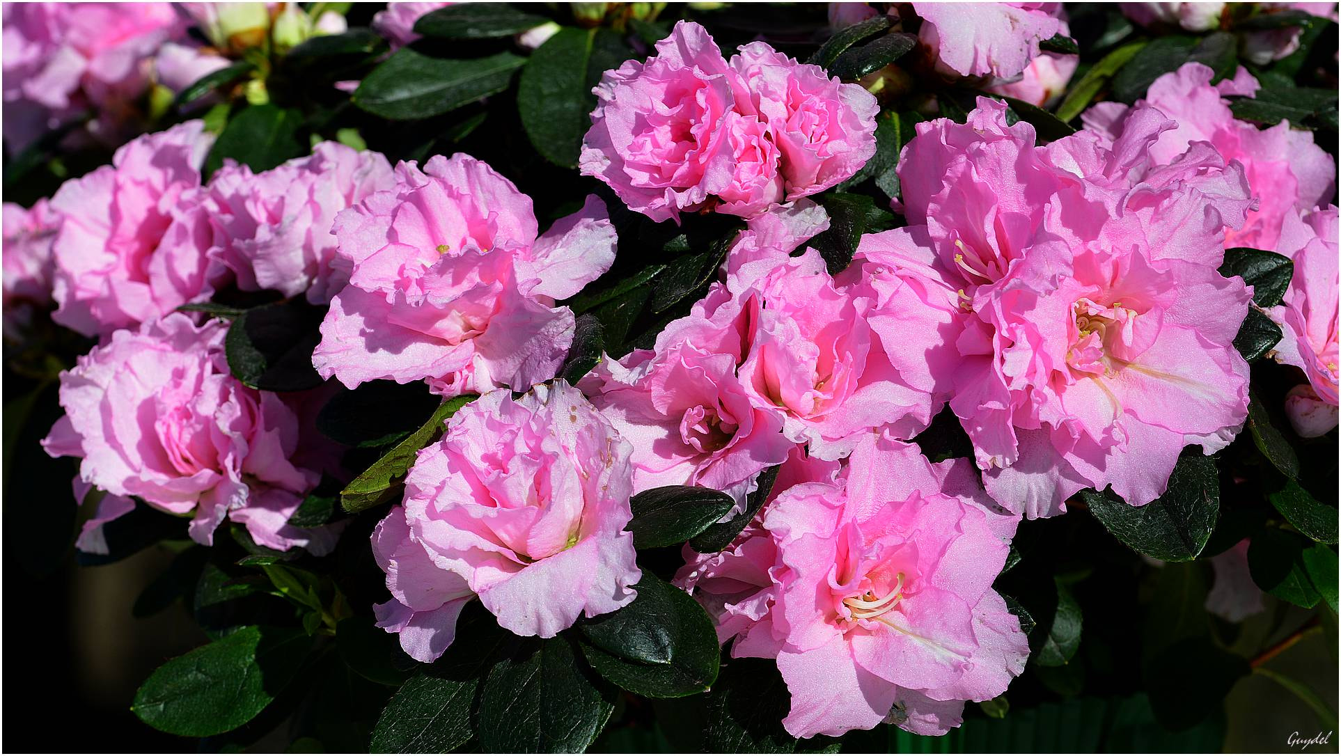 Nikon D5200 sample photo. Azalée photography