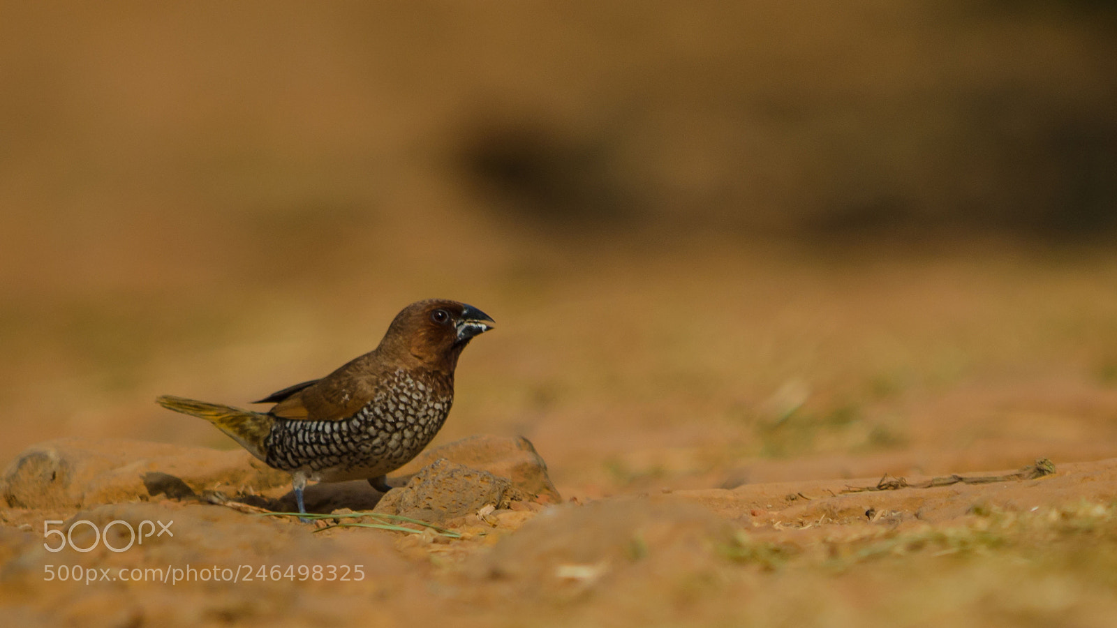 Nikon D5100 sample photo. Scaly beauty photography
