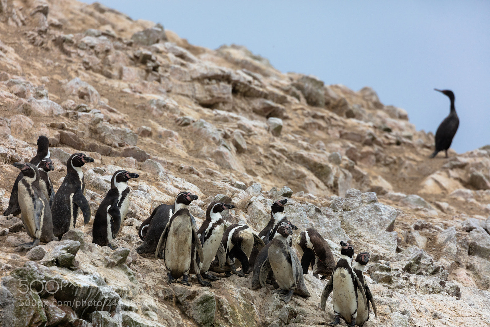 Canon EOS 5DS R sample photo. Ballestas islands, perù photography