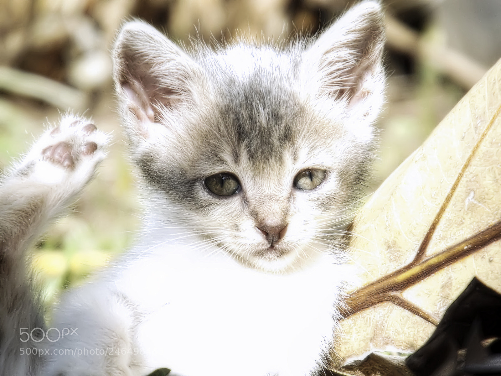 Fujifilm FinePix S4800 sample photo. Gymnastic cat photography