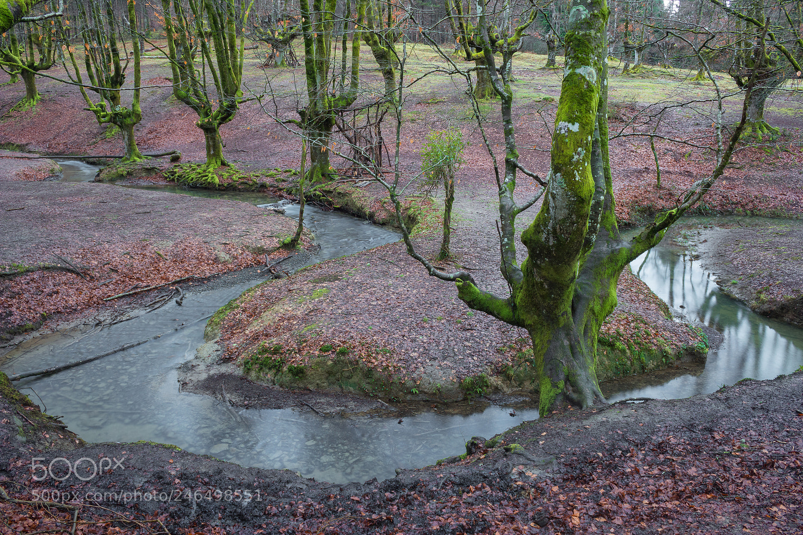 Canon EOS 600D (Rebel EOS T3i / EOS Kiss X5) sample photo. El bosque photography