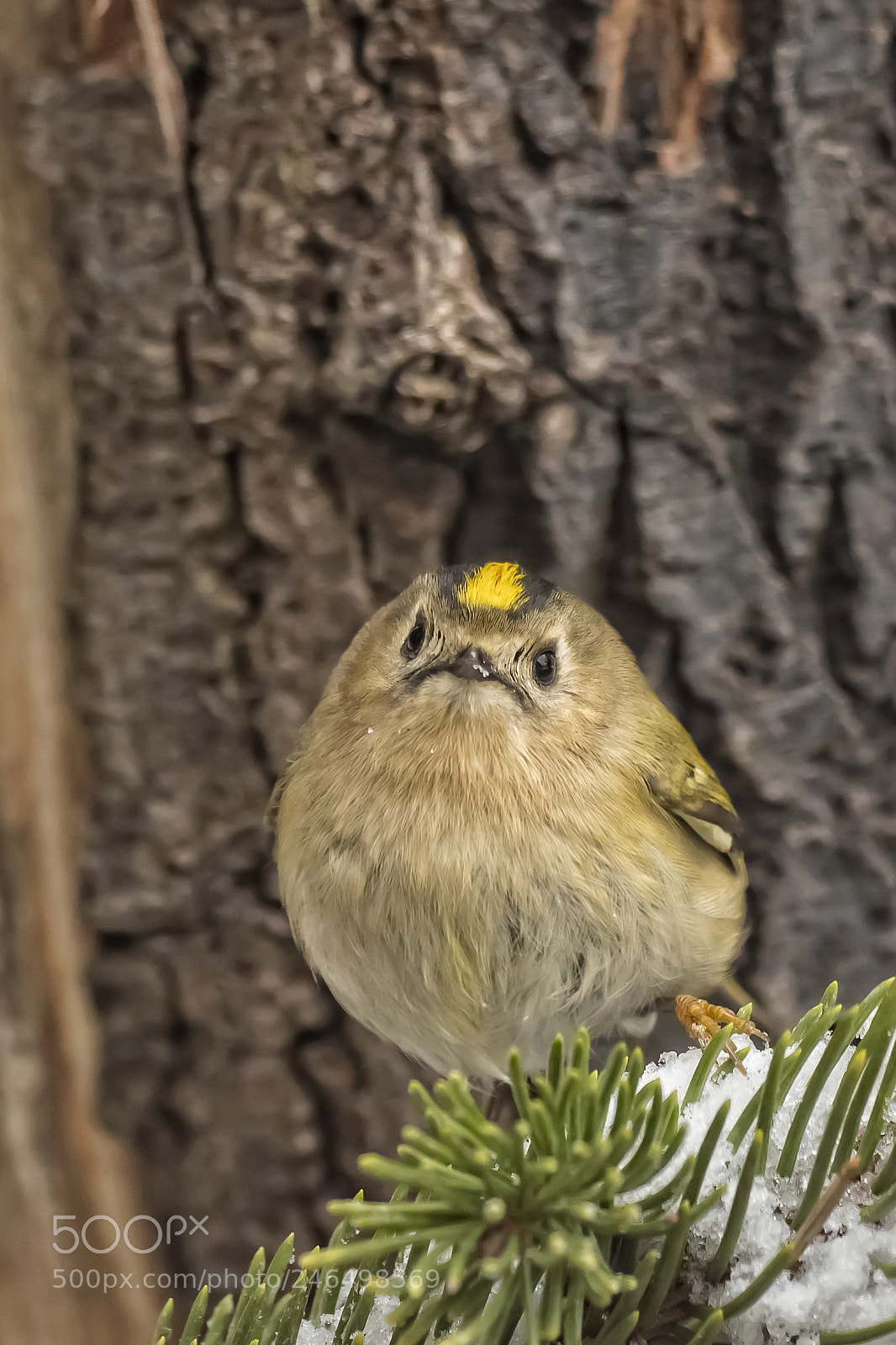 Olympus OM-D E-M1 Mark II sample photo. Goldcrest photography
