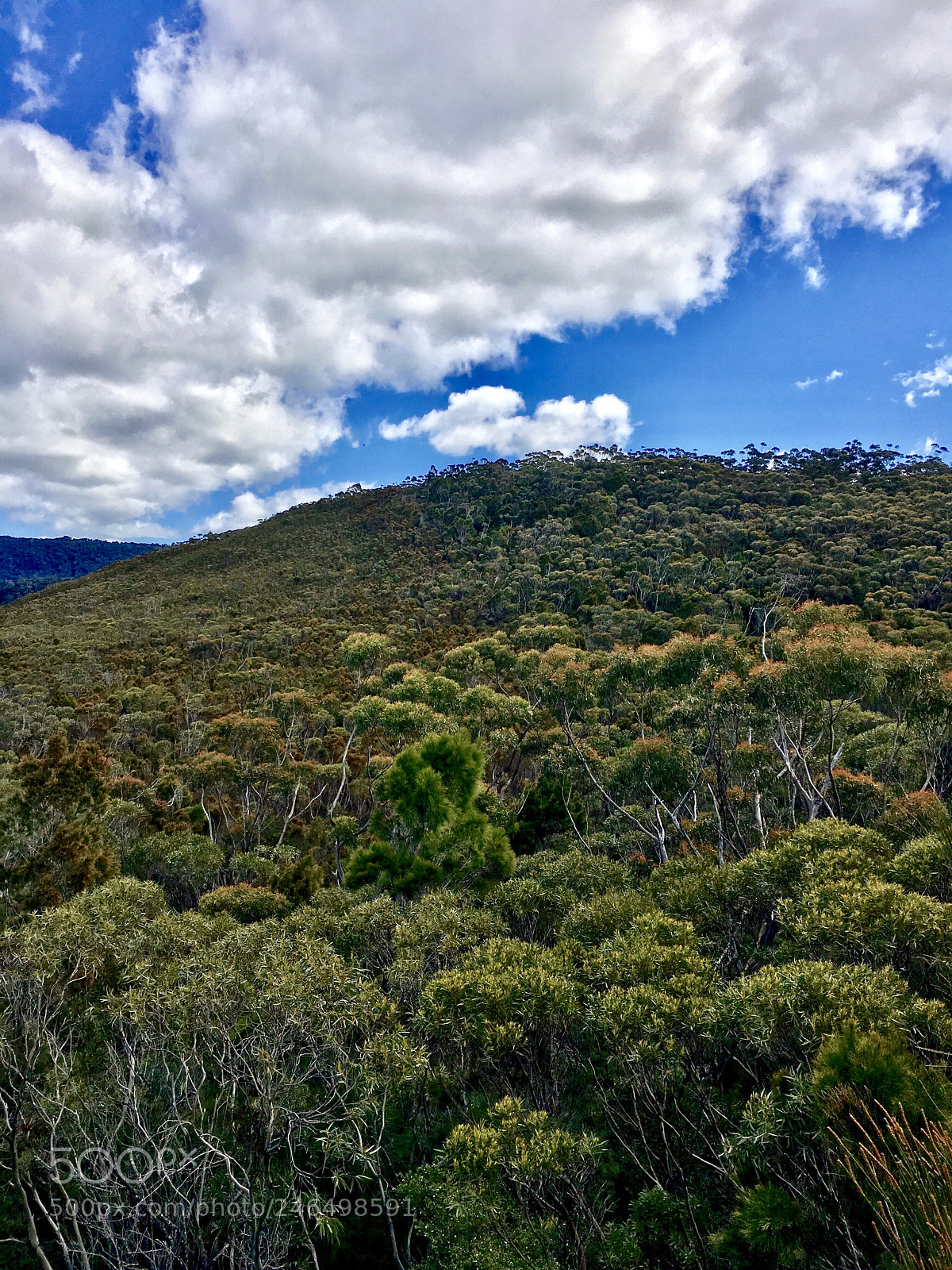 Apple iPhone 6s sample photo. Lamination national park, qld photography