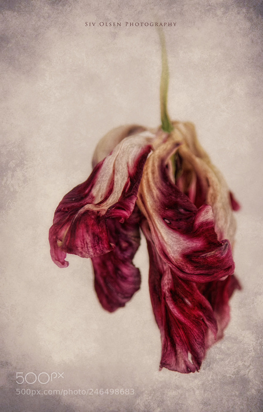 Nikon D7100 sample photo. ~ dead beauty ~ photography