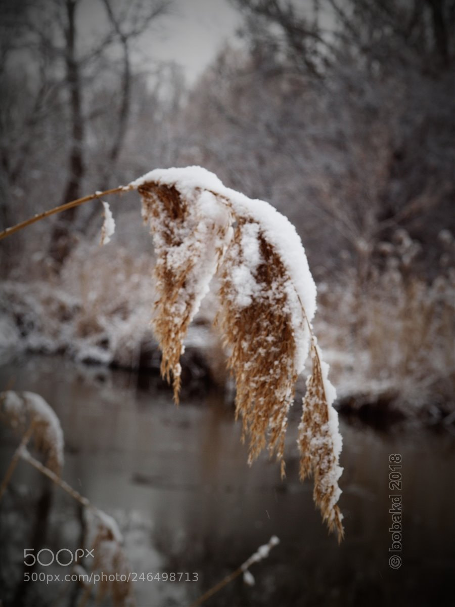 Olympus E-620 (EVOLT E-620) sample photo. Snowy photography