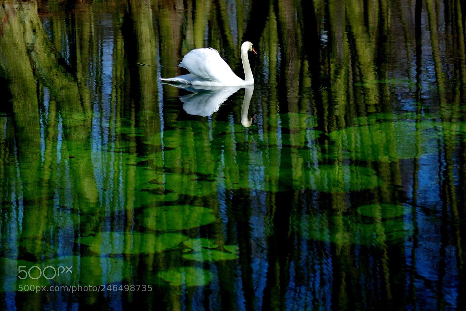 Pentax K-50 sample photo. Swan and karst souce photography