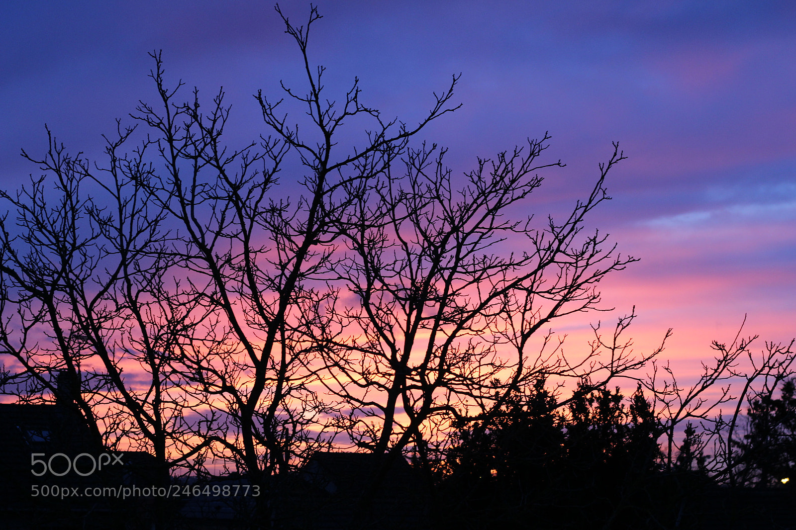 Canon EOS 600D (Rebel EOS T3i / EOS Kiss X5) + Canon EF 50mm F1.8 II sample photo. Tree silhouette with dramatic photography