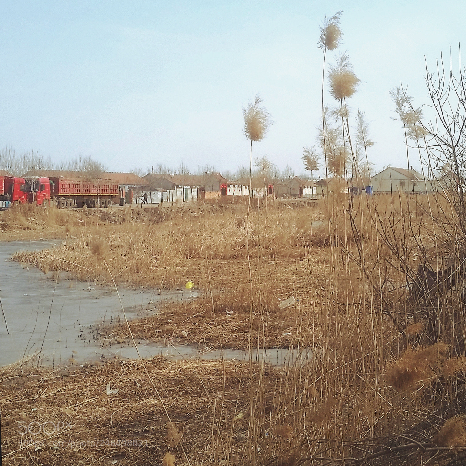Samsung Galaxy S5 sample photo. Reed marshes photography