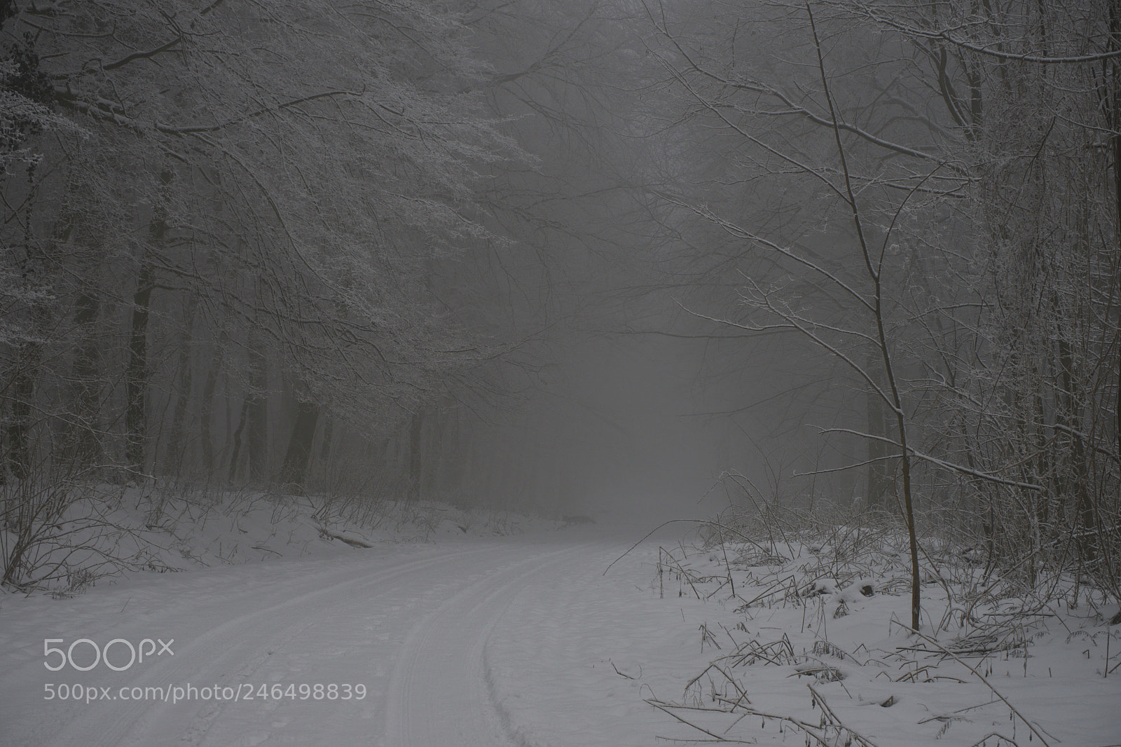 Sony a7 sample photo. Frozen forest photography
