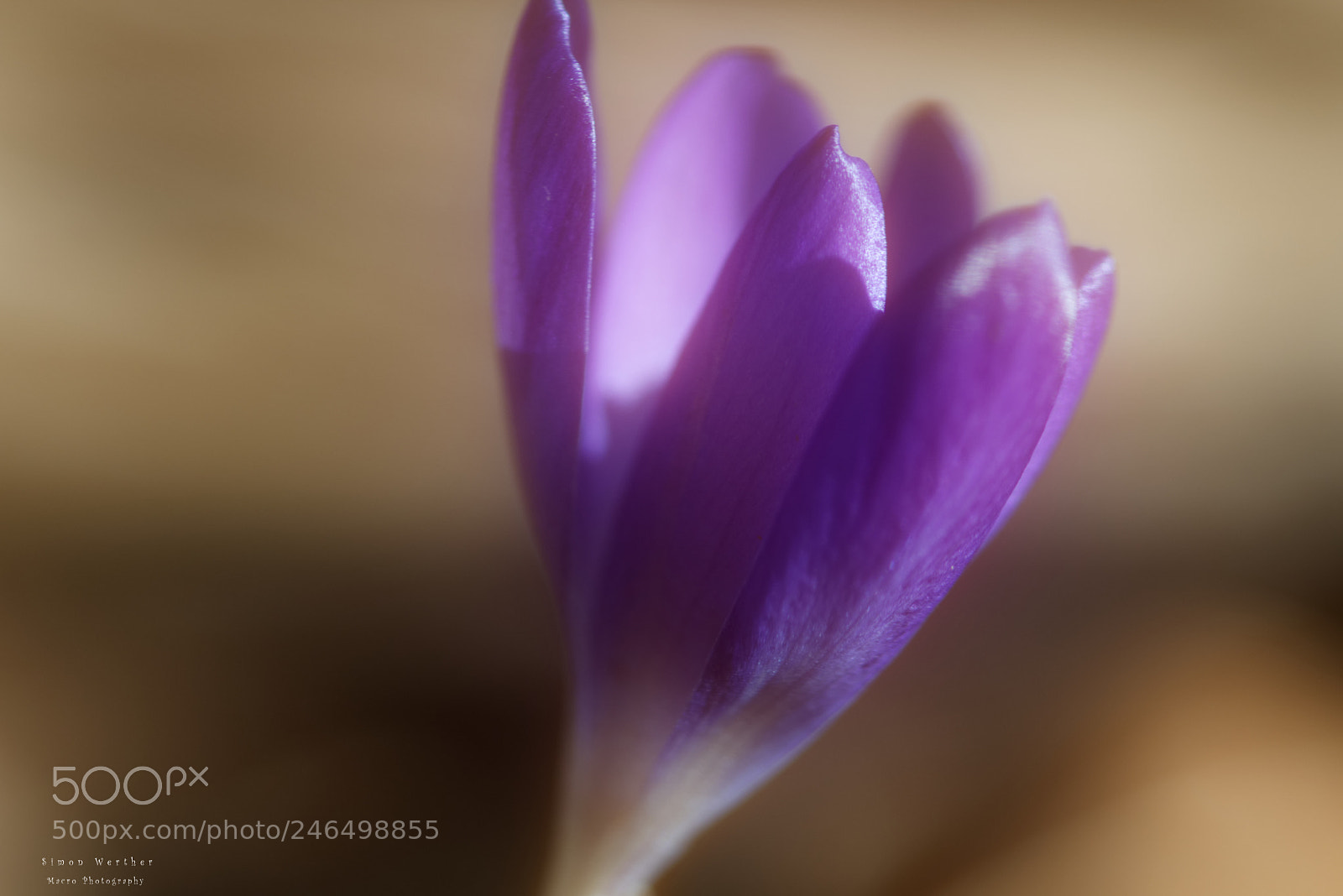 Nikon D5600 sample photo. Crocus photography
