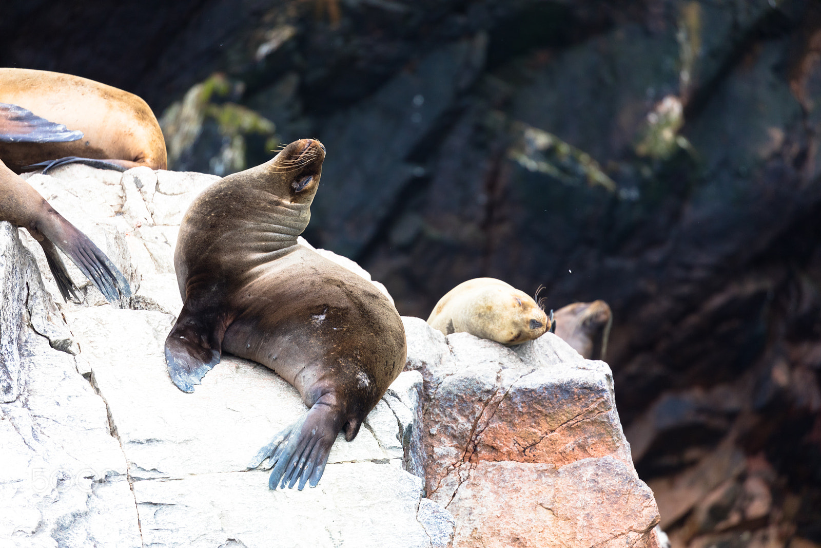 Canon EOS 5DS R sample photo. Ballestas islands, perù photography
