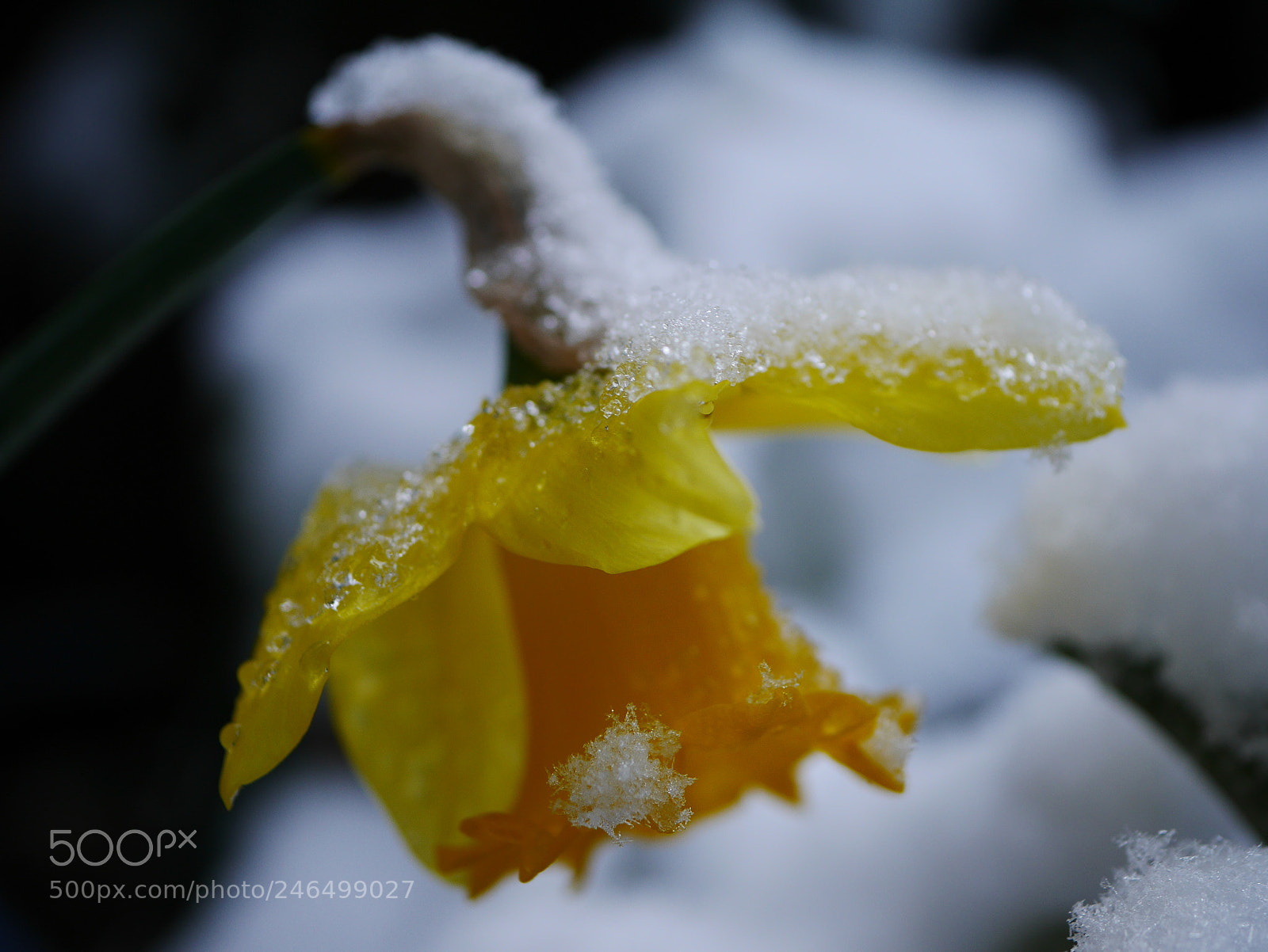 Panasonic Lumix DMC-GF7 sample photo. Narcissus in the snow photography