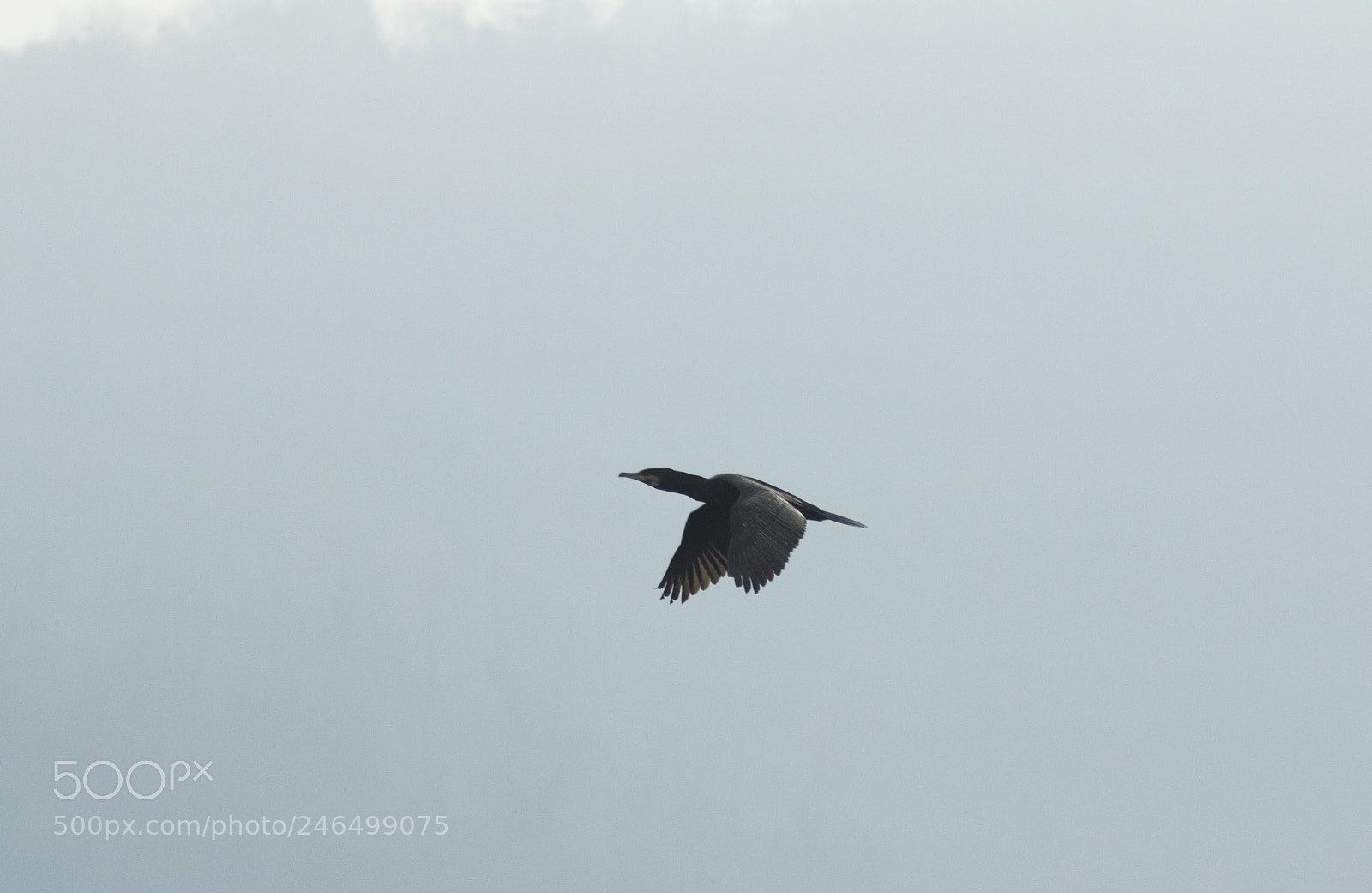 Canon EOS 7D Mark II sample photo. Kormoran im flug photography
