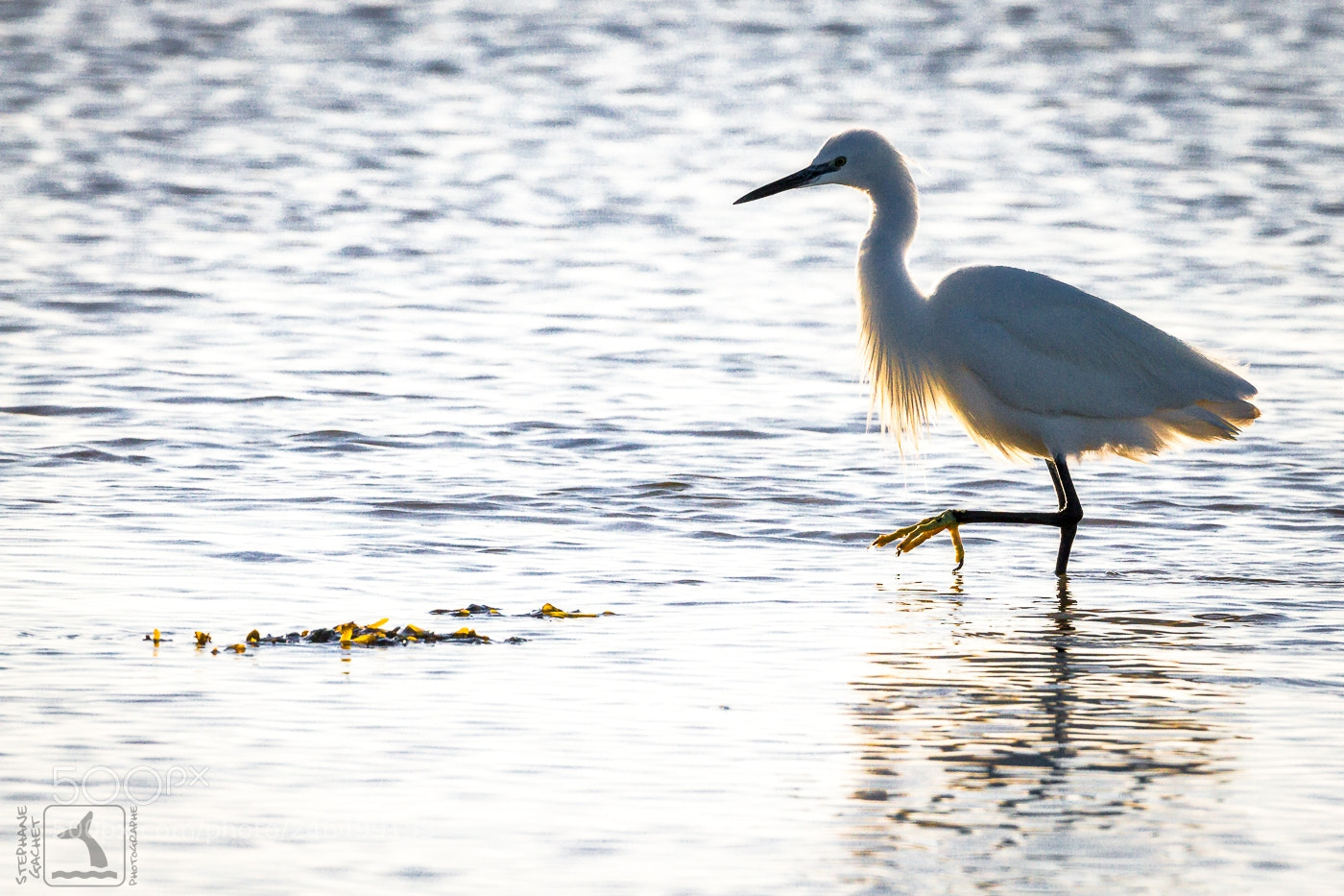 Canon EOS 7D sample photo. Aigrette garzette photography