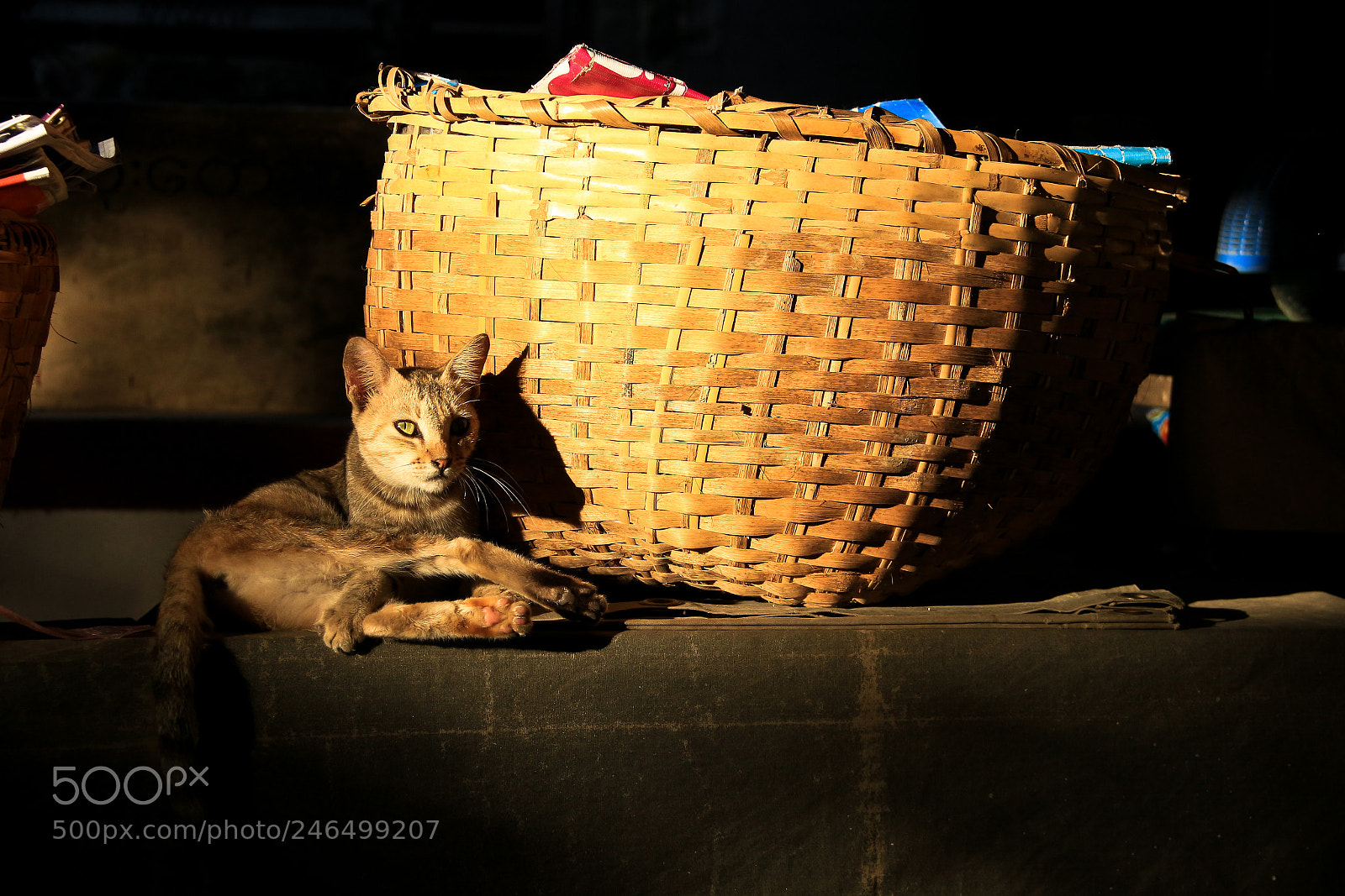 Canon EOS 700D (EOS Rebel T5i / EOS Kiss X7i) sample photo. Mandalay cat. photography
