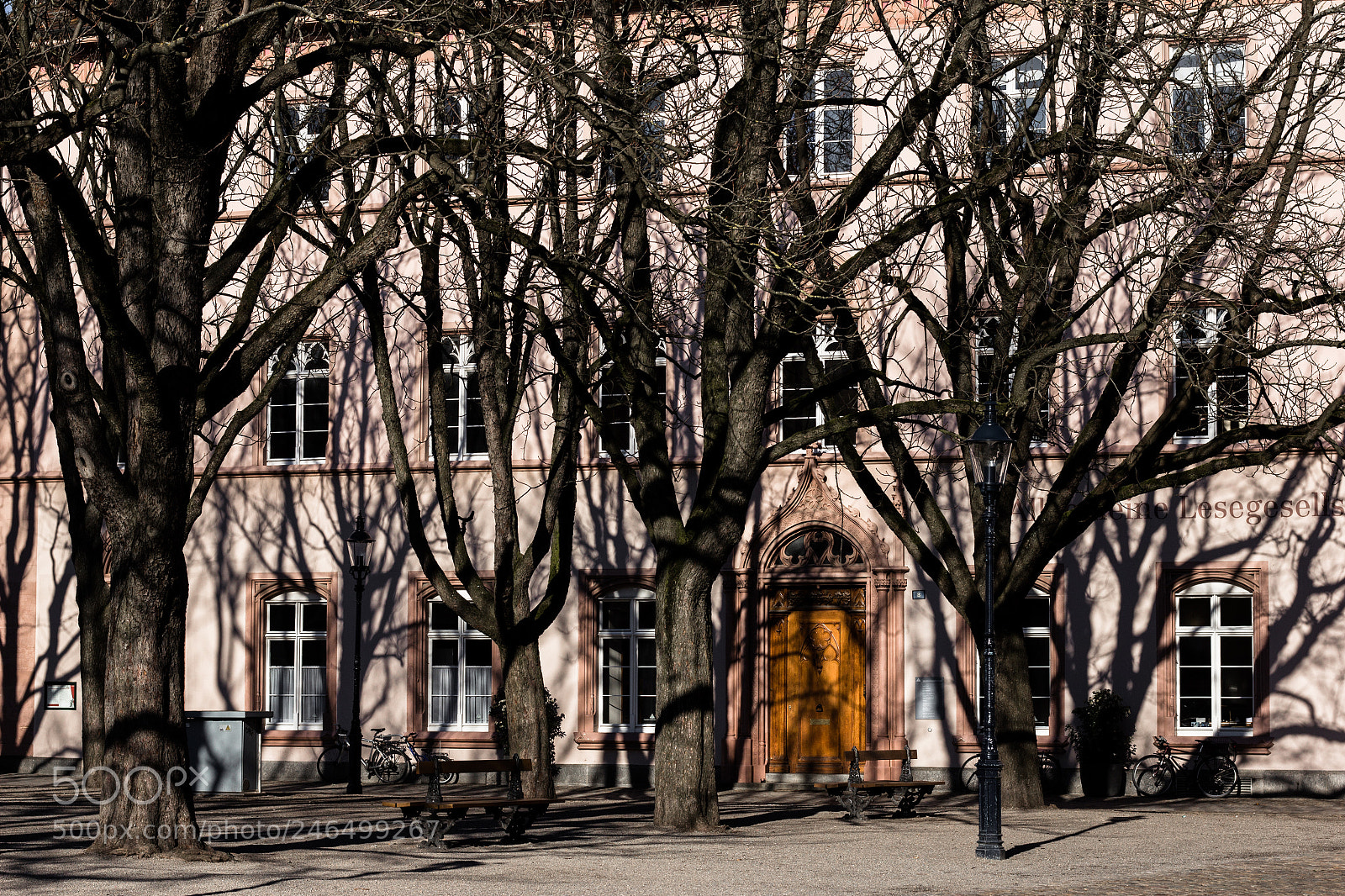 Canon EOS 60D sample photo. Trees everywhere photography