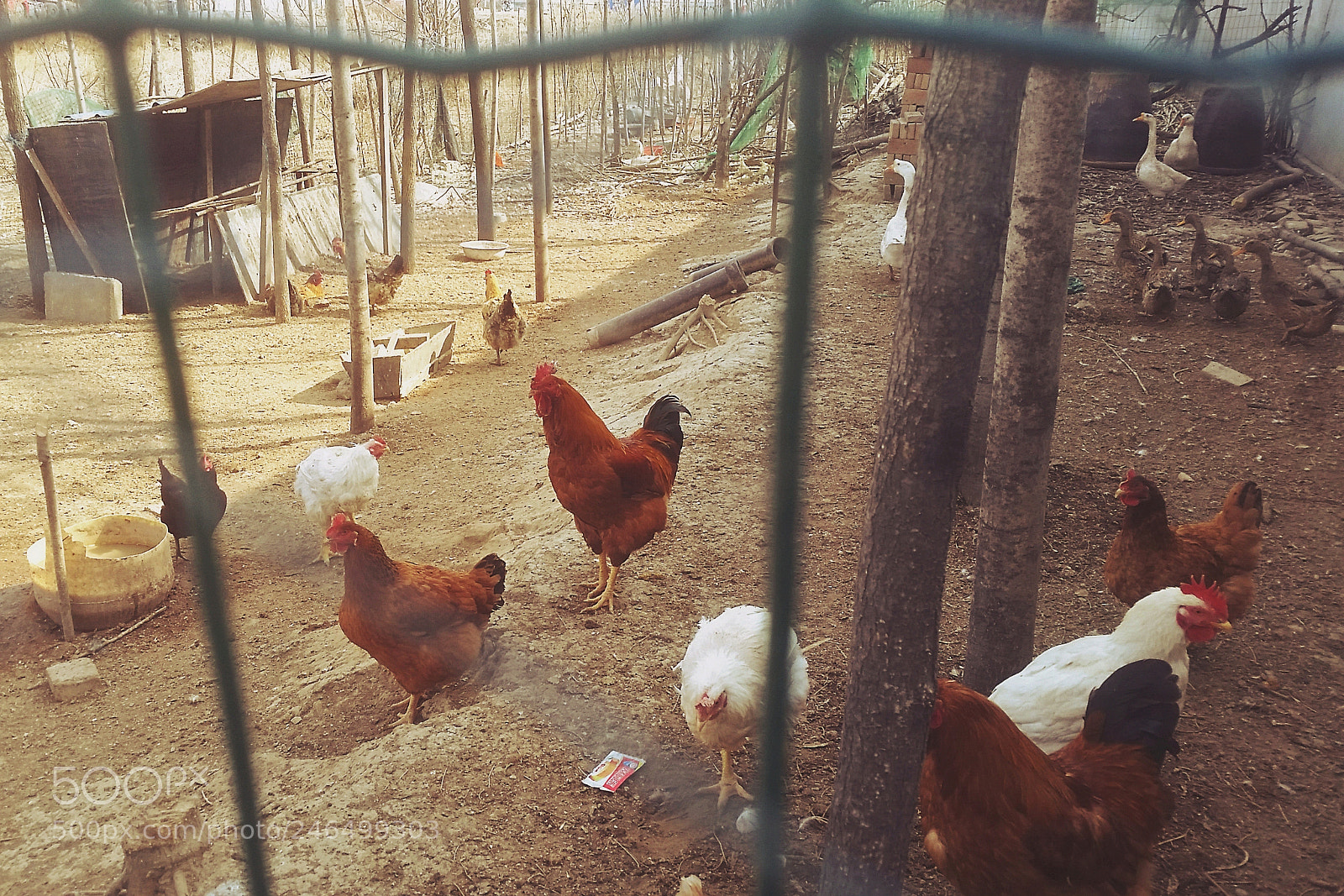Samsung Galaxy S5 sample photo. Chickens ducks and geese photography