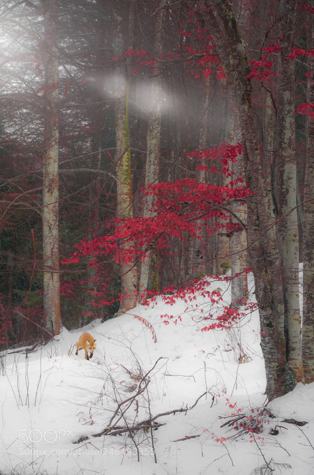 Nikon D5200 sample photo. The fox in the photography
