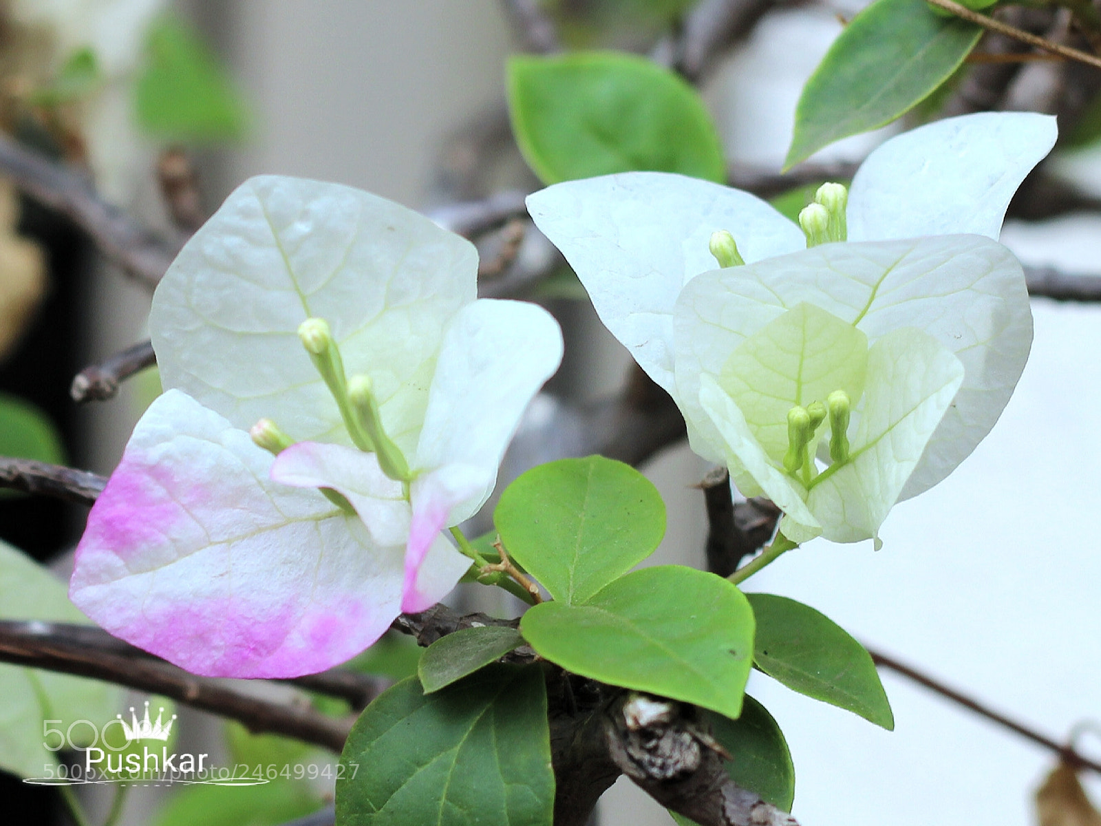 Canon EOS 1200D (EOS Rebel T5 / EOS Kiss X70 / EOS Hi) sample photo. Bouganville photography