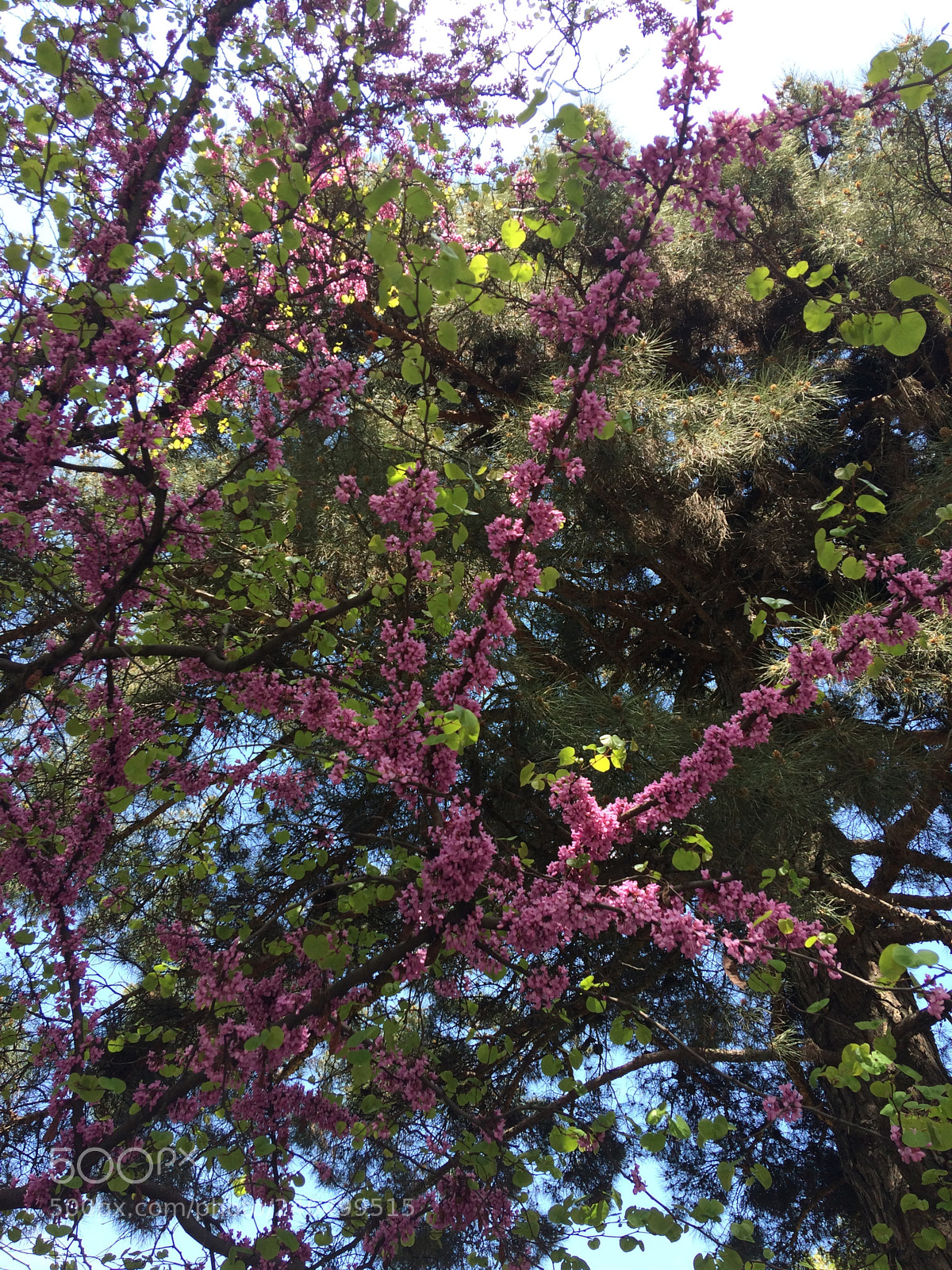 Apple iPhone 5s sample photo. Untitled photography