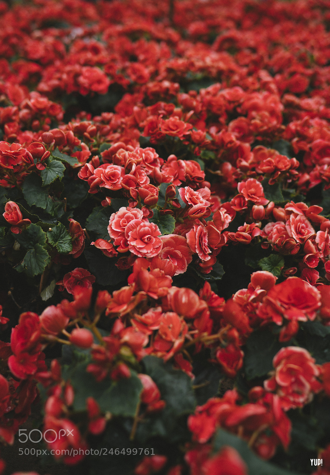 Sony a7R II sample photo. Red roses photography
