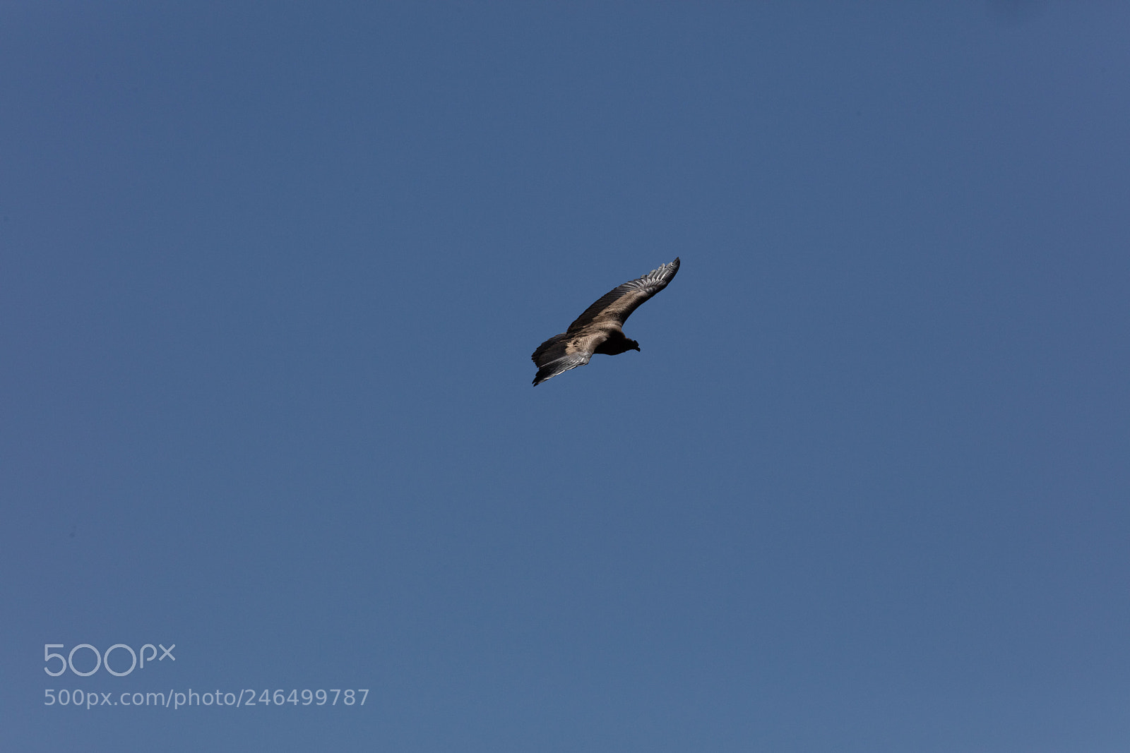 Canon EOS 5DS R sample photo. Condor flying  in peru photography