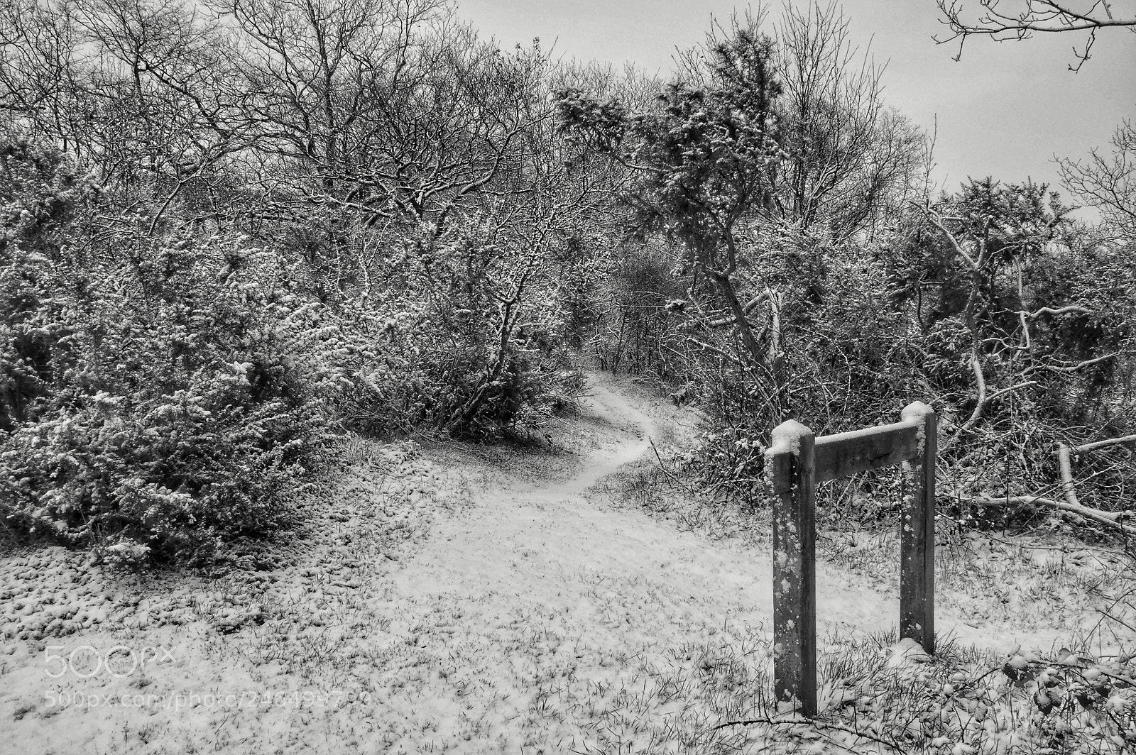 Pentax K-3 sample photo. A path under the photography