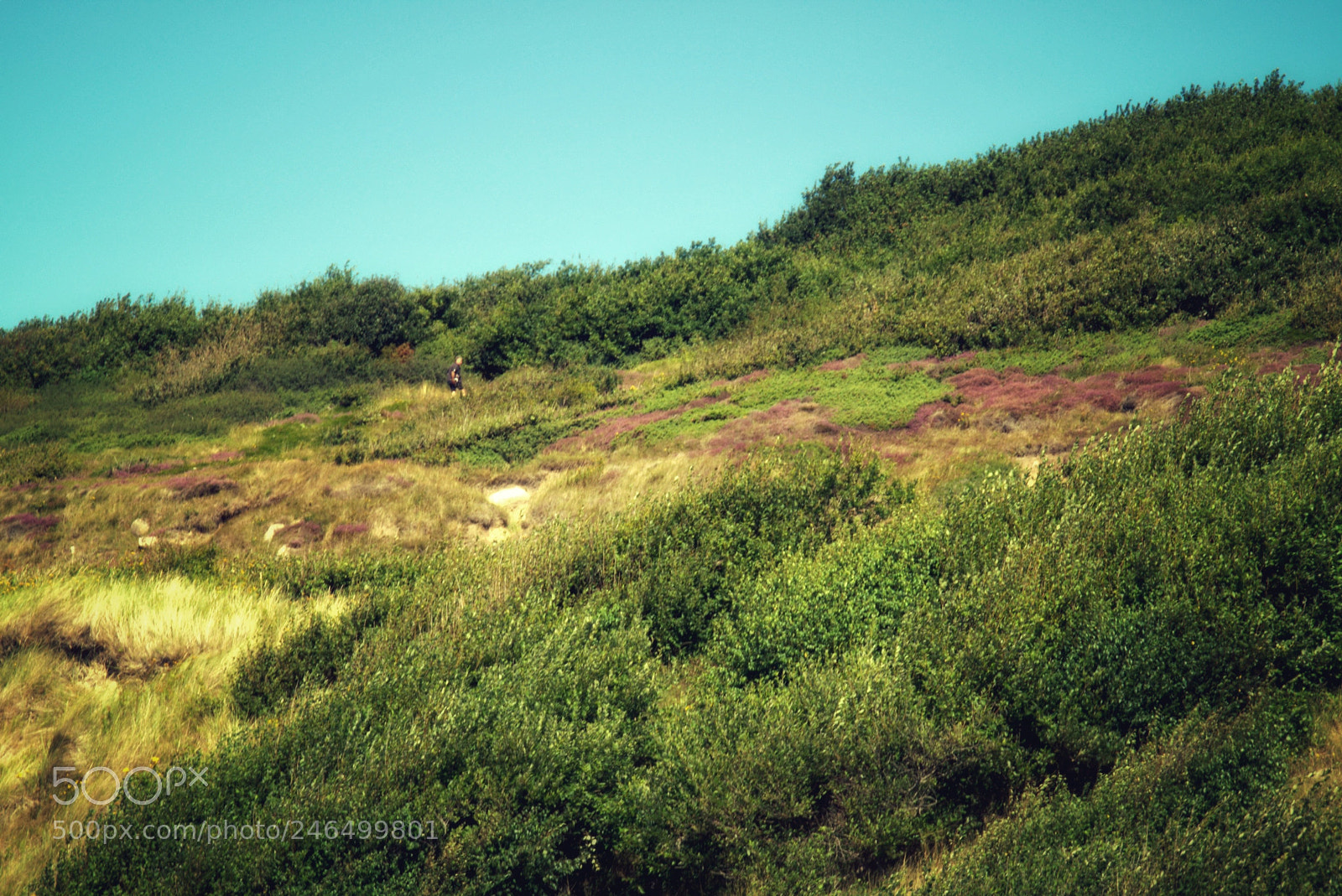 Sony SLT-A58 sample photo. Hillside photography