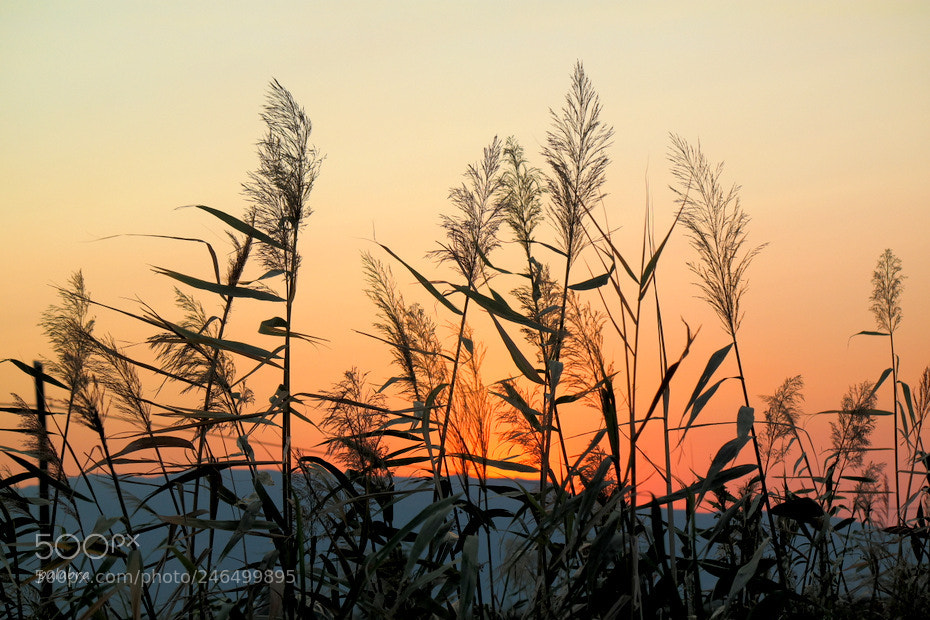 Samsung NX30 sample photo. ... photography